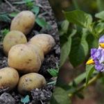 Repelir os insectos e aumentar o rendimento: que plantas devem