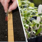 Semeando tomates para mudas em março de 2026: os melhores