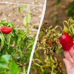 Um erro e fica sem colheita: o que não plantar