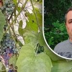 Um truque simples para uma boa colheita: um jardineiro revela