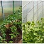 Uma colheita recorde surpreenderá até os vizinhos: como humedecer rapidamente