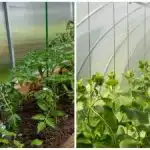 Uma colheita recorde surpreenderá até os vizinhos: como humedecer rapidamente o solo na estufa Uma colheita recorde surpreenderá até os vizinhos: como humedecer rapidamente