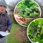 Uma colheita sem complicações: cinco variedades de pepino que agradam