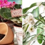 Uma colher de chá - e florescer durante todo o