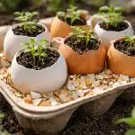 Uma forma inteligente de utilizar as cascas de ovo para a plantação de primavera com benefícios duplos uma-forma-inteligente-de-utilizar-as-cascas-de-ovo-para.png