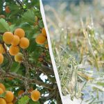 Uma noite decidirá o destino de toda a colheita: como